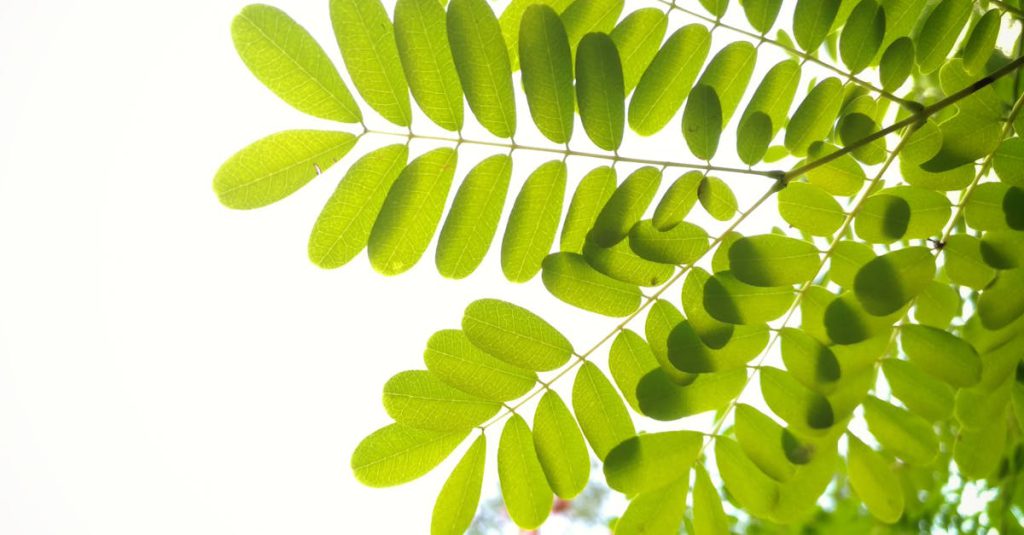 Close-up of vibrant green leaves in sunlight, showcasing natural beauty and growth.